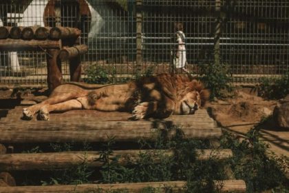 Artificial Zoo featuring fake animals, animal costumes, and painted animals