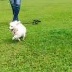 Japanese Spitz