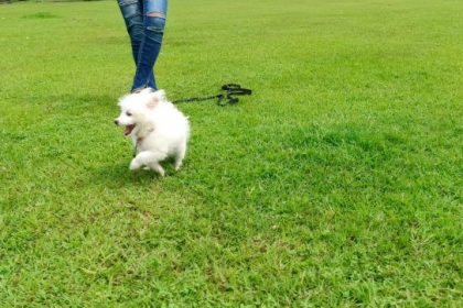 Japanese Spitz