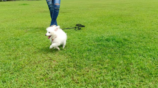 Japanese Spitz